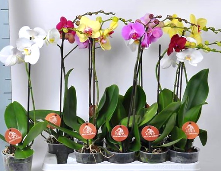 Орхидея-фаленопсис-уход