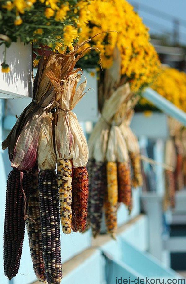hanging-corn