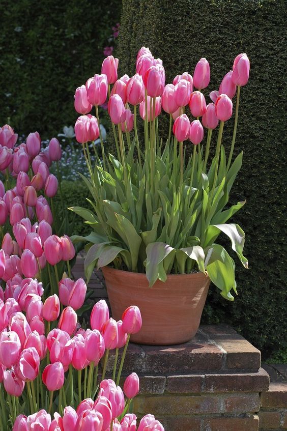 Pink tulips in a pot.