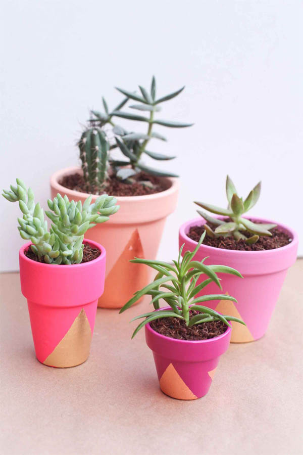 Bold-Succulent-Pots