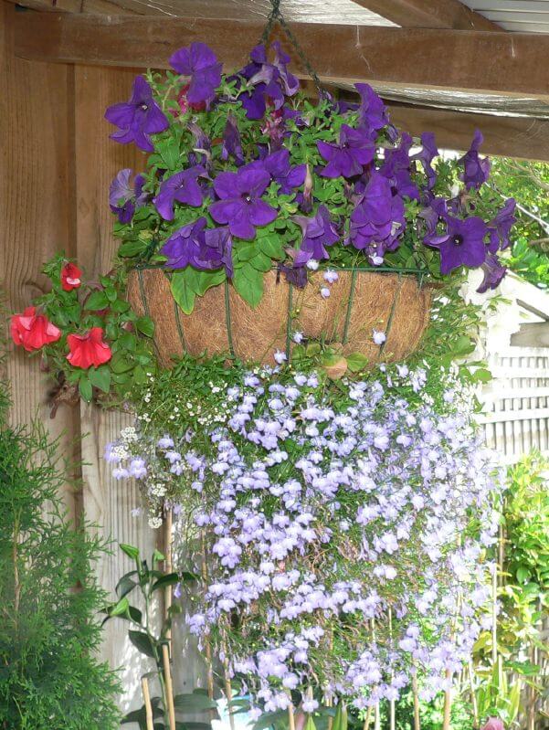 10hanging-basket-flowers