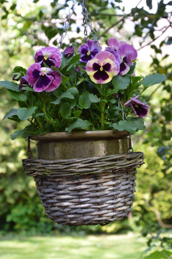 12hanging-basket-flowers