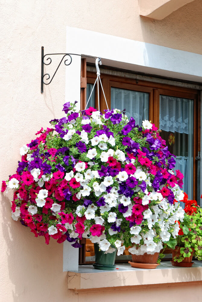 15hanging-basket-flowers