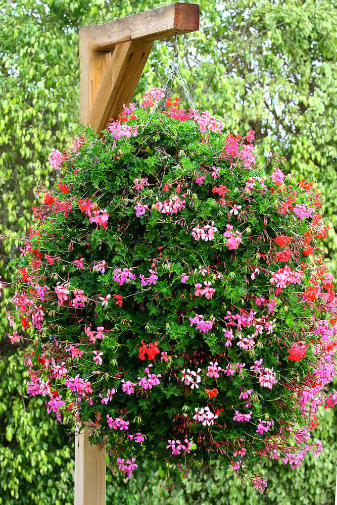17hanging-basket-flowers