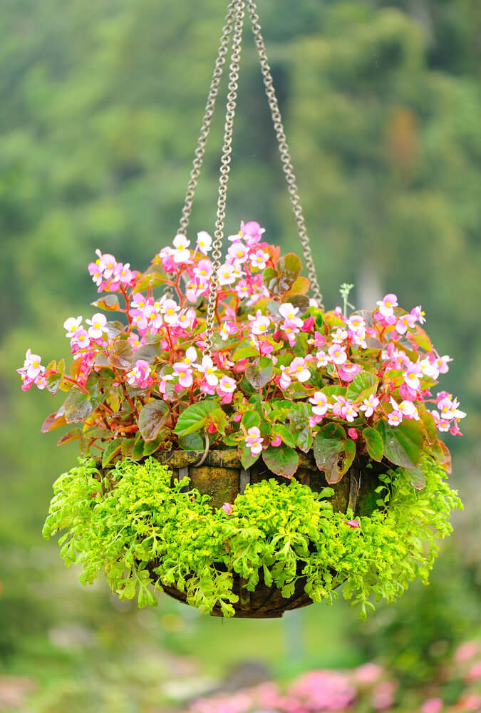 26hanging-basket-flowers