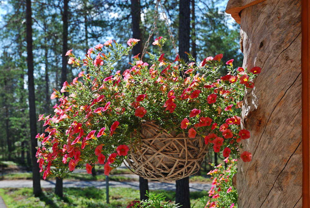 38hanging-basket-flowers