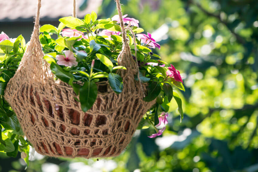 8hanging-basket-flowers