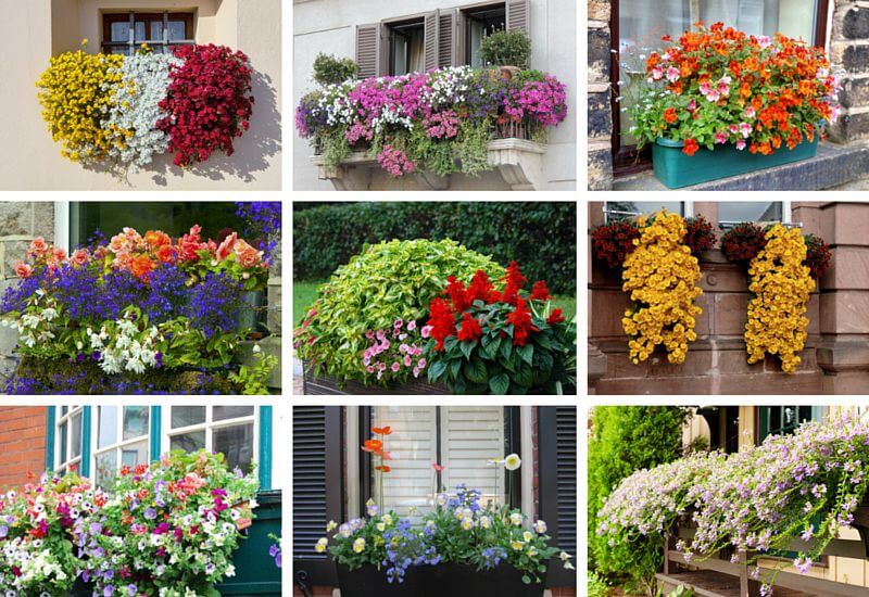 Examples-of-Flower-Boxes1
