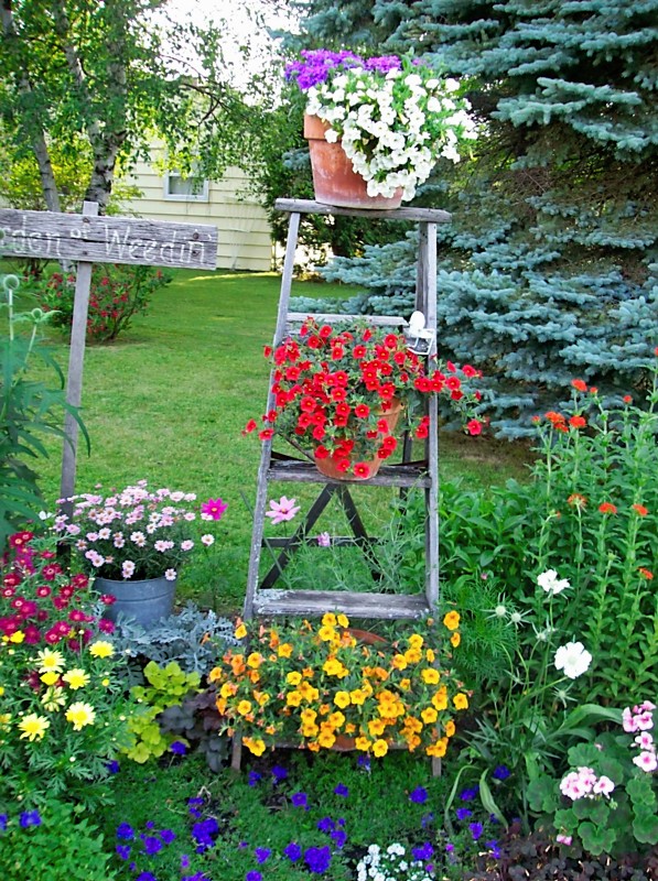 lovely-garden-design-with-rustic-old-wood-ladder-planters-also-small-colorful-flowers-and-green-grass-field
