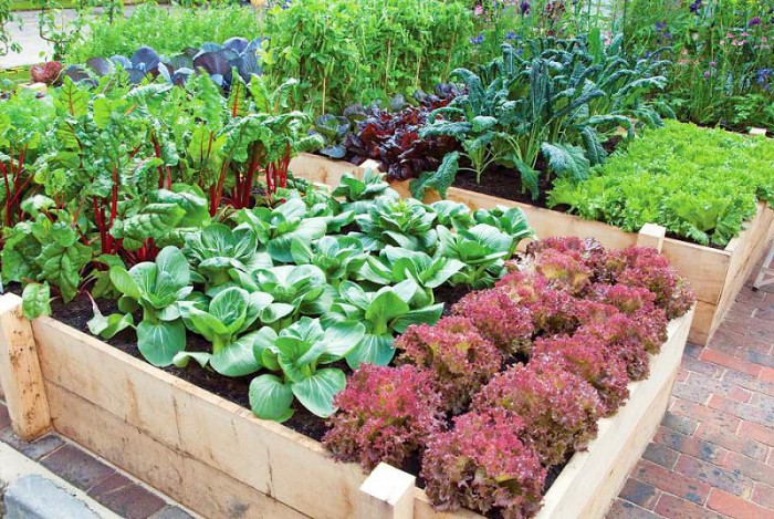 vegetable-gardening-tips_mini-e1446569646343