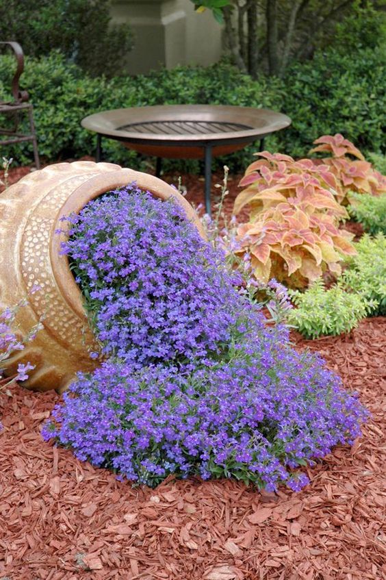 Waterfall blue lobelia - No other blue flower can match the intensity of Waterfall Blue lobelia, a perfect floral imitation of water flowing from the pot. Riverdene Gold Mexican Heather gives a lime green color around the container, and Rustic Orange coleus in behind looks good with the heather and the intense blue of the lobelia.