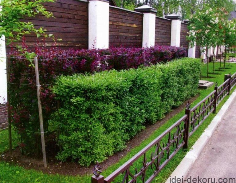 Живопліт: 27 ідей красивих природніх загорож | Ідеї декору