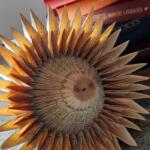 FOLDED PROTEAS